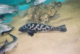 Image result for Menticirrhus americanus