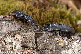 Attēlu rezultāti vaicājumam “Ceruchus chrysomelinus”