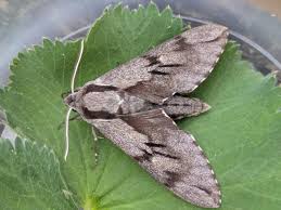 Attēlu rezultāti vaicājumam “Sphinx pinastri”