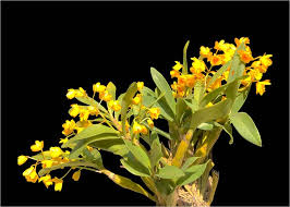 Attēlu rezultāti vaicājumam “Chrysotoxum sp.”