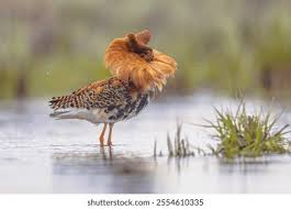 Attēlu rezultāti vaicājumam “Philomachus pugnax”