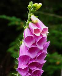 Image result for Digitalis purpurea