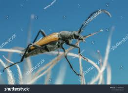 Attēlu rezultāti vaicājumam “Anastrangalia sanguinolenta female”