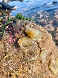 Attēlu rezultāti vaicājumam “Diderma crustaceum”