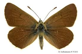 Attēlu rezultāti vaicājumam “Eumedonia eumedon”