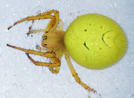 Attēlu rezultāti vaicājumam “Araniella male”