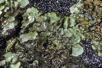 Attēlu rezultāti vaicājumam “Dermatocarpon luridum”