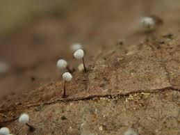 Attēlu rezultāti vaicājumam “Diderma chondrioderma macro”