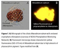 Attēlu rezultāti vaicājumam “Lignydium muscorum macro”