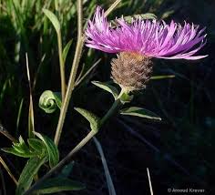 Image result for Centaurea nigra