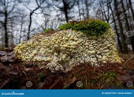 Attēlu rezultāti vaicājumam “Antrodia serialis”