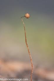 Attēlu rezultāti vaicājumam “Cribraria cancellata var. fusca spores”