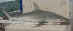 Image result for Carcharhinus isodon