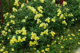 Attēlu rezultāti vaicājumam “Antirrhinum majus leaf”