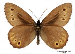 Attēlu rezultāti vaicājumam “Oeneis jutta”