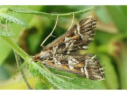 Attēlu rezultāti vaicājumam “Diasemia reticularis”