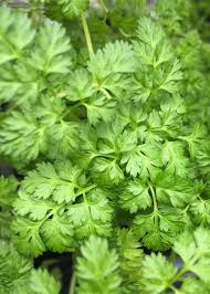 Image result for Kerbel