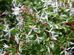 Attēlu rezultāti vaicājumam “Gillenia trifoliata flower”