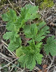 Attēlu rezultāti vaicājumam “Leonurus cardiaca leaf”