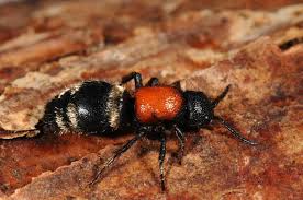 Attēlu rezultāti vaicājumam “Mutilla europaea”