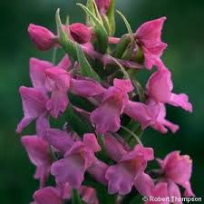Attēlu rezultāti vaicājumam “Gymnadenia conopsea flower”