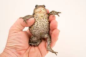 Attēlu rezultāti vaicājumam “Bufo bufo”