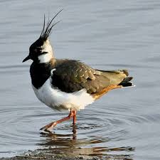 Attēlu rezultāti vaicājumam “Vanellus vanellus”