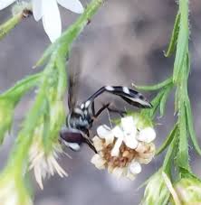 Attēlu rezultāti vaicājumam “Arctophila superbiens”