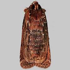 Attēlu rezultāti vaicājumam “Lycophotia porphyrea”