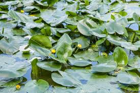Attēlu rezultāti vaicājumam “Nuphar lutea leaf”