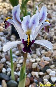 Attēlu rezultāti vaicājumam “Iris rosenbachiana”