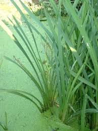 Attēlu rezultāti vaicājumam “Sparganiaceae”