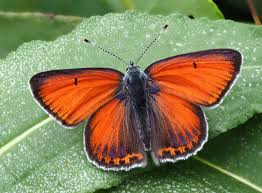 Attēlu rezultāti vaicājumam “Lycaena hippothoe male”