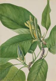 Attēlu rezultāti vaicājumam “Magnolia acuminata”