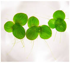 Attēlu rezultāti vaicājumam “Lemnaceae”