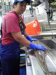 Image result for Squatina dumeril