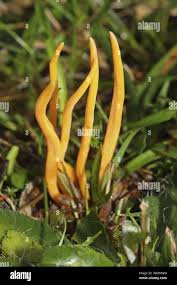 Attēlu rezultāti vaicājumam “Clavulinopsis cinerioides”