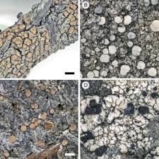 Attēlu rezultāti vaicājumam “Cliostomum corrugatum”