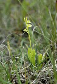 Attēlu rezultāti vaicājumam “Liparis loeselii”