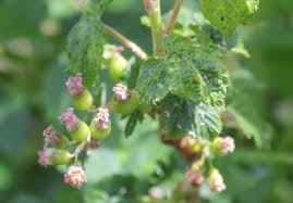 Attēlu rezultāti vaicājumam “Ribes nigrum flower”