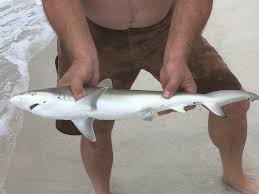 Image result for Carcharhinus acronotus