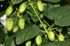 Attēlu rezultāti vaicājumam “Humulus lupulus fruit”