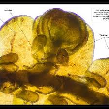 Attēlu rezultāti vaicājumam “Frullania tamarisci macro”