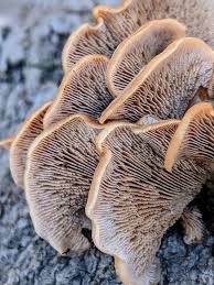 Attēlu rezultāti vaicājumam “Lentinellus ursinus”