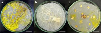 Attēlu rezultāti vaicājumam “Fuligo laevis spores”