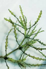 Attēlu rezultāti vaicājumam “Najas tenuissima”