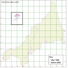 Attēlu rezultāti vaicājumam “Viola tricolor subsp. curtisii bud”