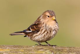 Image result for twite photo