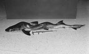 Image result for Furgaleus macki