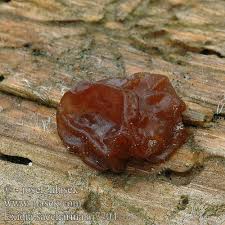 Attēlu rezultāti vaicājumam “Exidia saccharina”